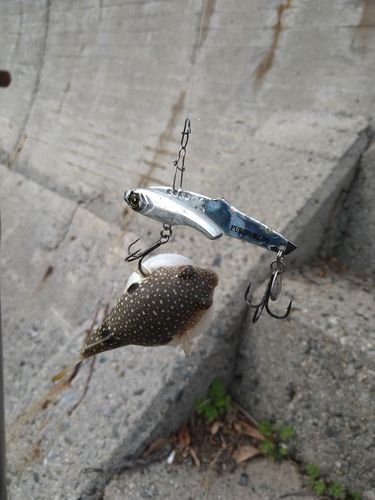 クサフグの釣果