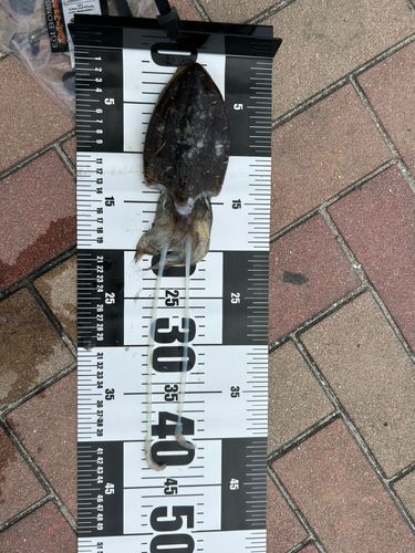 コウイカの釣果