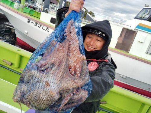 マダコの釣果