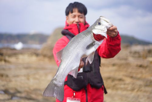 ヒラスズキの釣果