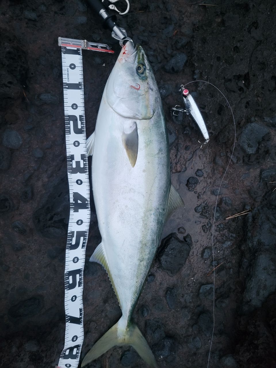 SHIMANO 21コルトスナイパーBB S100Hの最安値・インプレ・釣果 | 本音