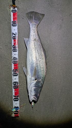 オオニベの釣果