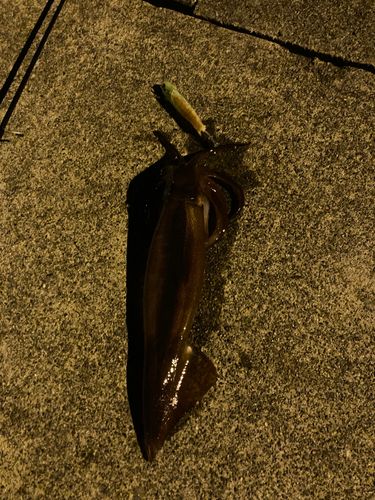 スルメイカの釣果