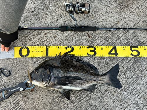 クロダイの釣果