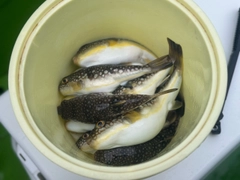 コモンフグの釣果