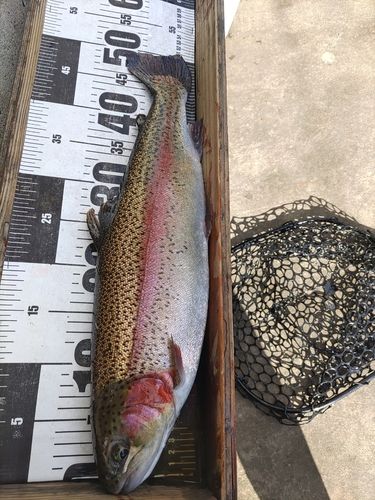 ニジマスの釣果