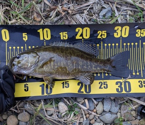 スモールマウスバスの釣果