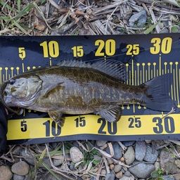 スモールマウスバス