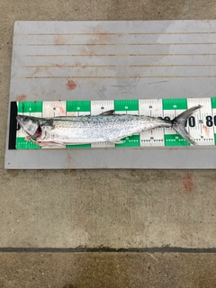 サワラの釣果