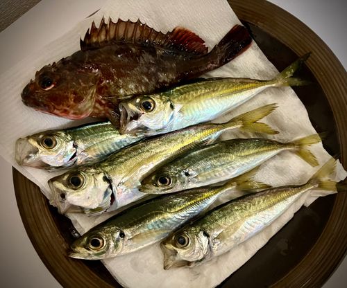 アジの釣果