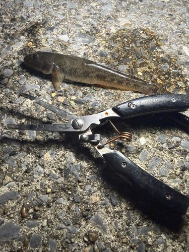 東京ゲートブリッジ付近