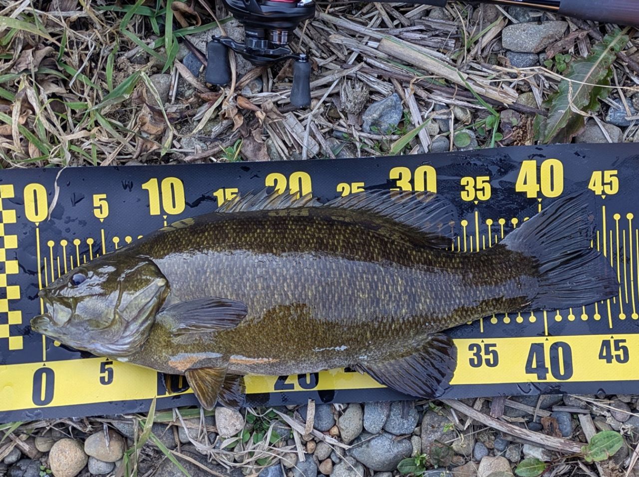 スモールマウスバス