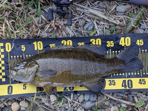 スモールマウスバスの釣果