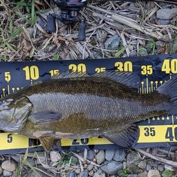 スモールマウスバス