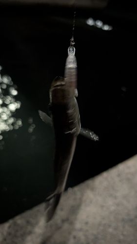 セイゴ（マルスズキ）の釣果