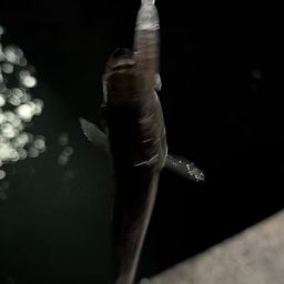 セイゴ（マルスズキ）