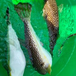 ショウサイフグ