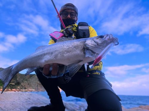ヒラスズキの釣果