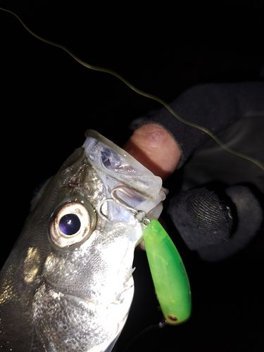 セイゴ（マルスズキ）の釣果