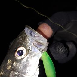 セイゴ（マルスズキ）