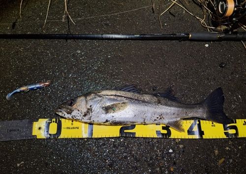 シーバスの釣果