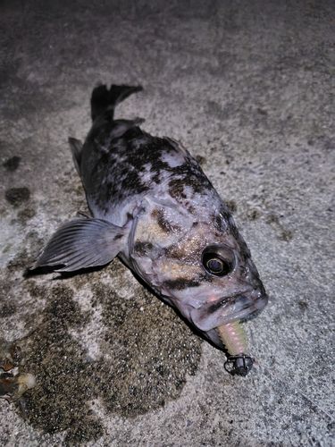 クロエソの釣果