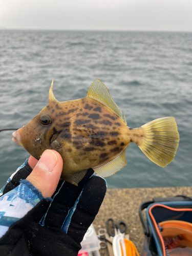 カワハギの釣果