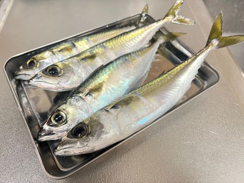 サバの釣果