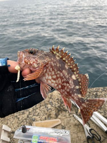 アラカブの釣果