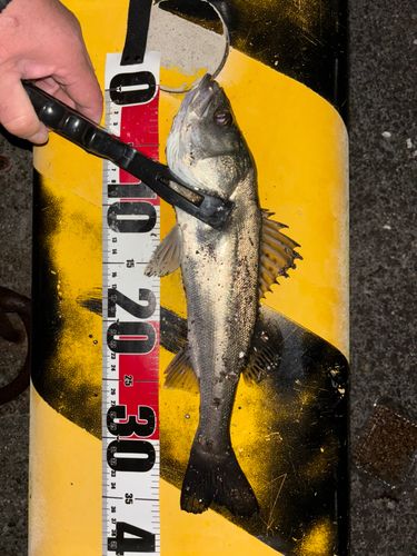 セイゴ（ヒラスズキ）の釣果