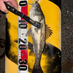 セイゴ（ヒラスズキ）