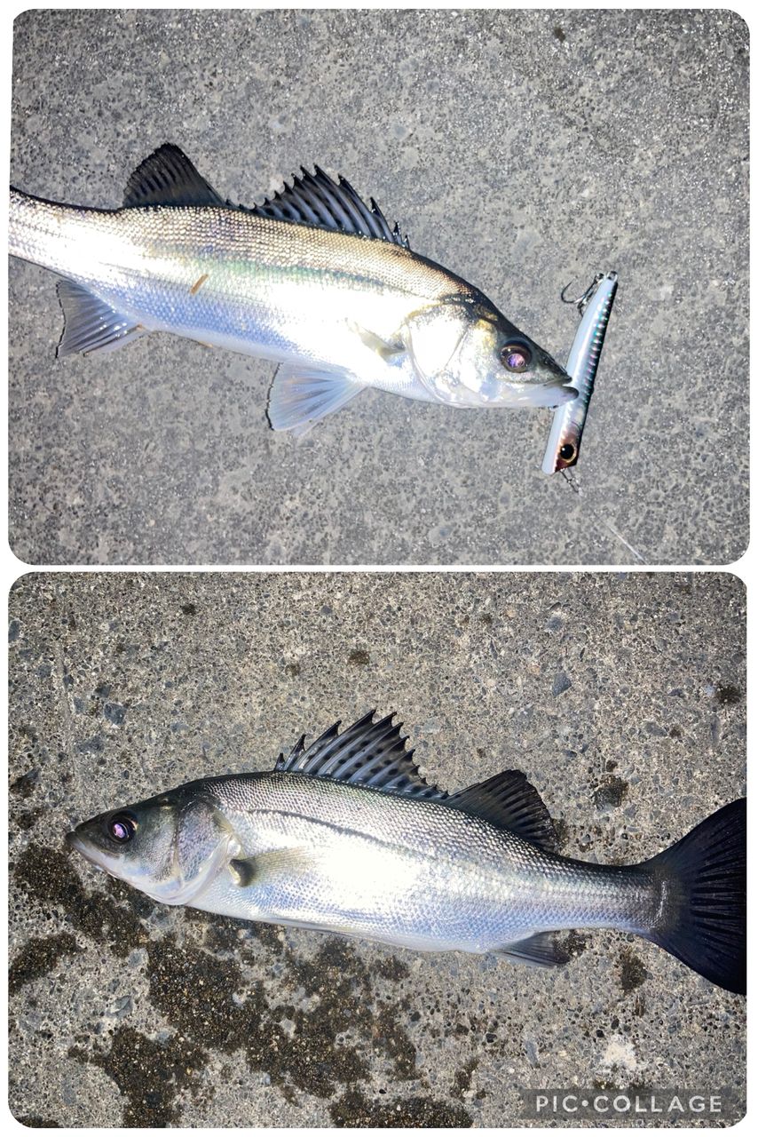 APIA 21フージン'RS 96ML+の最安値・インプレ・釣果 | 本音の