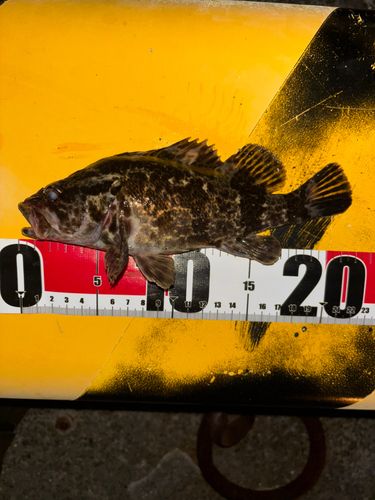 タケノコメバルの釣果