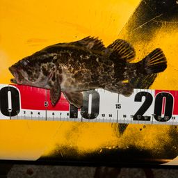 タケノコメバル