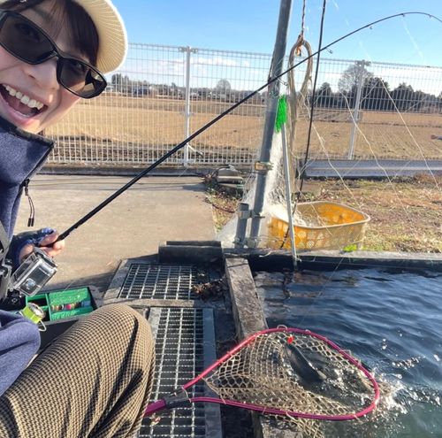 ニジマスの釣果