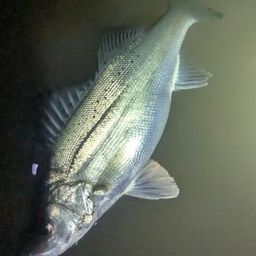 セイゴ（マルスズキ）