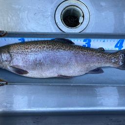 ロックトラウト