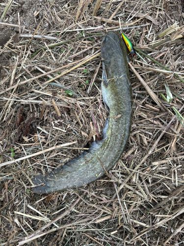 ニホンナマズの釣果