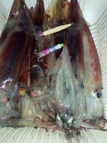 スルメイカの釣果
