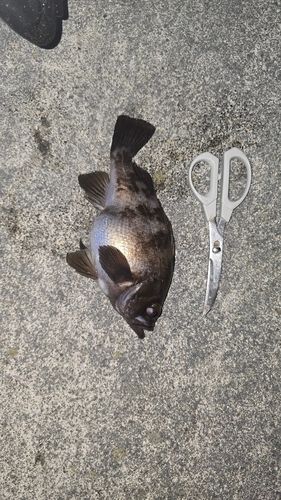 クロメバルの釣果