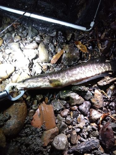 ライギョの釣果