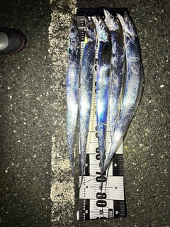 タチウオの釣果