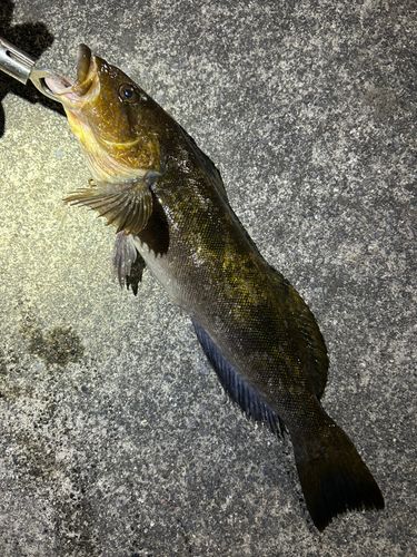 アイナメの釣果