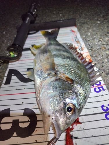 クロダイの釣果
