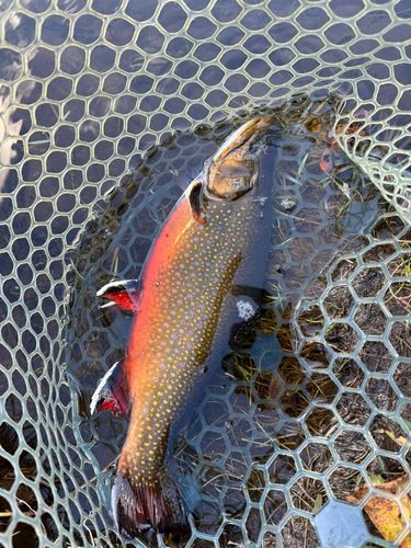 ブルックトラウトの釣果