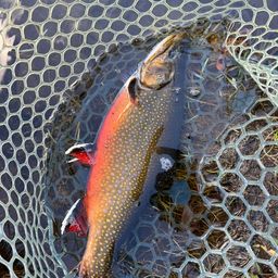 ブルックトラウト