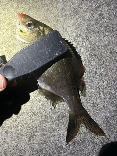 ウミタナゴの釣果