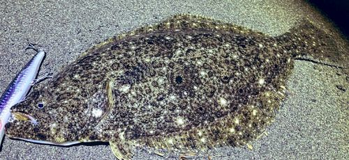 ヒラメの釣果