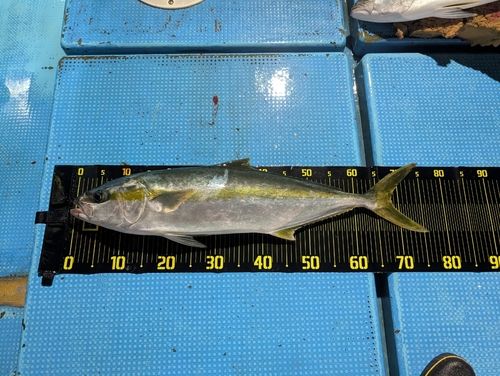 ヒラマサの釣果