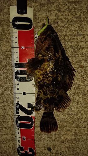 タケノコメバルの釣果